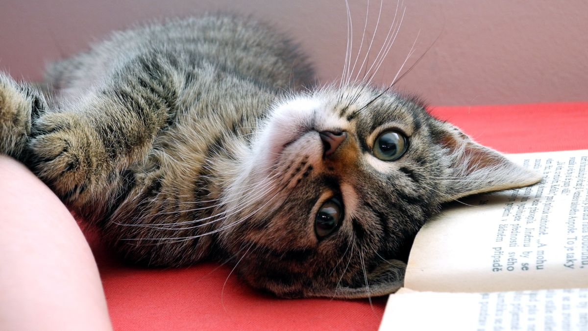 Today Friends plugin and feed works