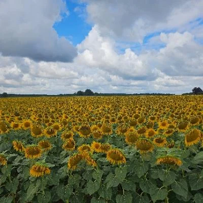 Jonas 🇩🇰 🇬🇱